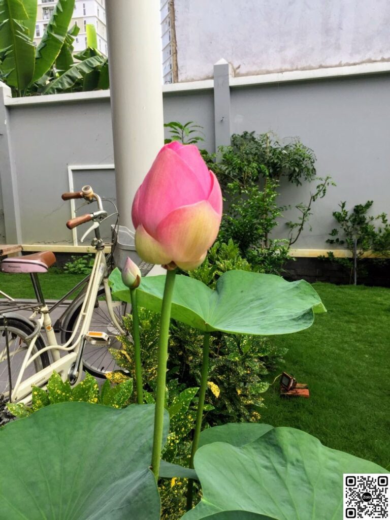 Biệt thự Thảo Điền dưới 70 tỷ tại Biệt thự Thảo Điền bán – Nhà Đất Sài Gòn | Biệt thự Thảo Điền Quận 2